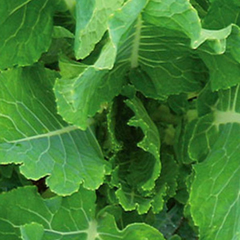 Grampian Kale Seed