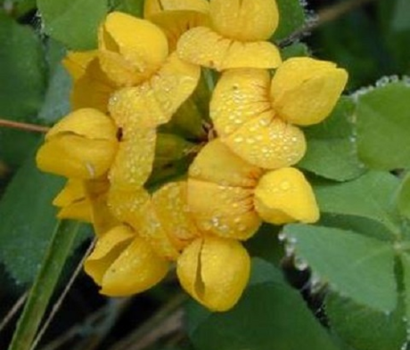 Trefoil, Greater Bird's-foot (Lotus uliginosus) Plant