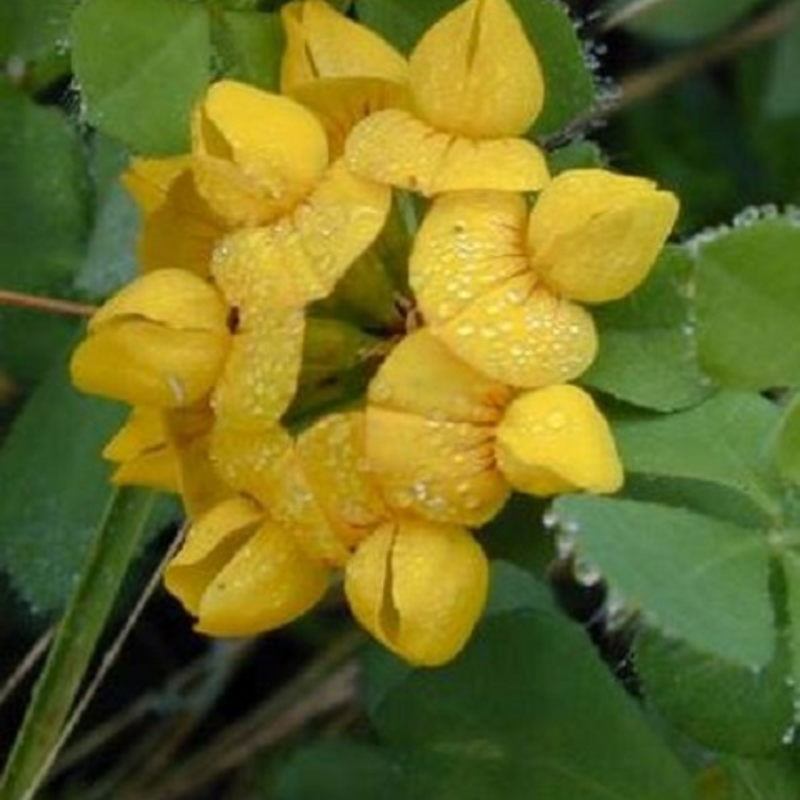 Trefoil, Greater Bird's-foot (Lotus uliginosus) Plant