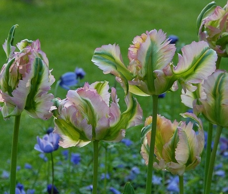 Green Wave Tulip Bulbs - Bulk Buy