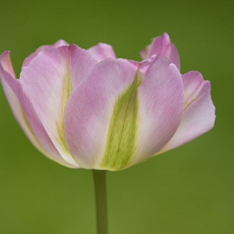 Greenland Tulip Bulbs - Bulk Buy