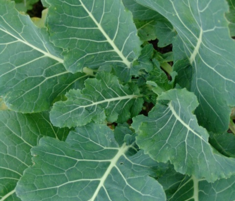 Gruner Angeliter Kale Seed