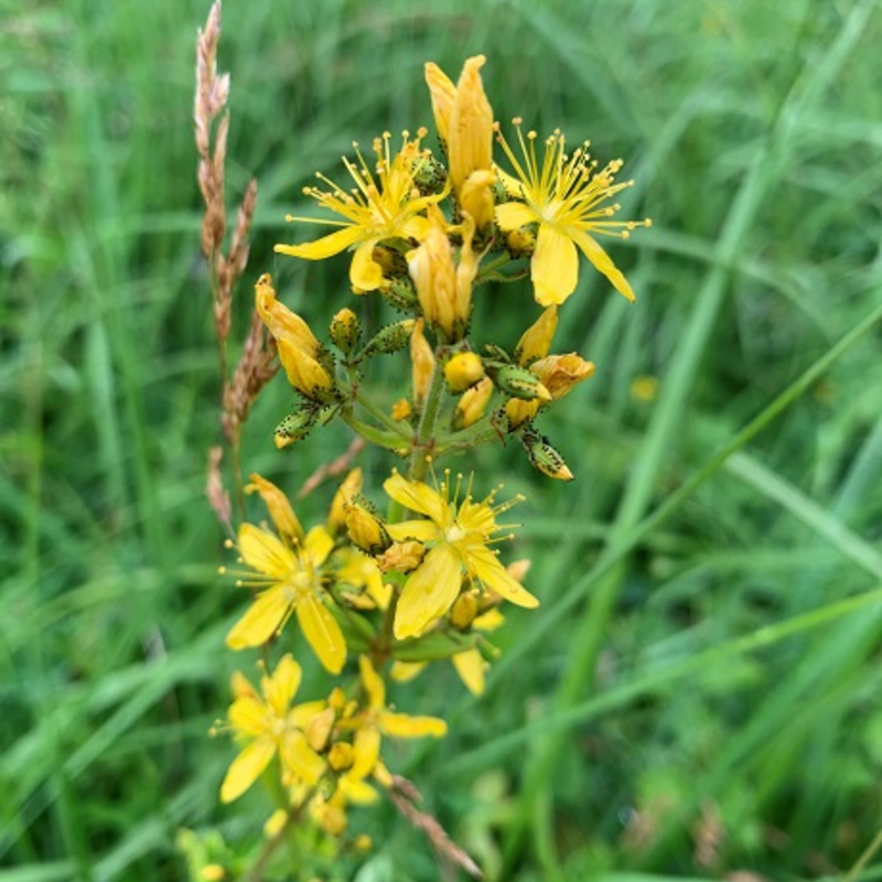 St John's-Wort, Hairy (Hypericum hirsutum) Plant