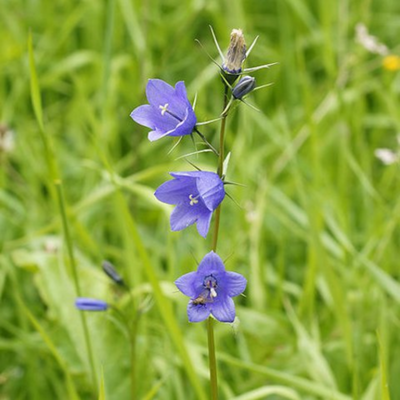 Harebell (Campanula rotundifolia) Seeds