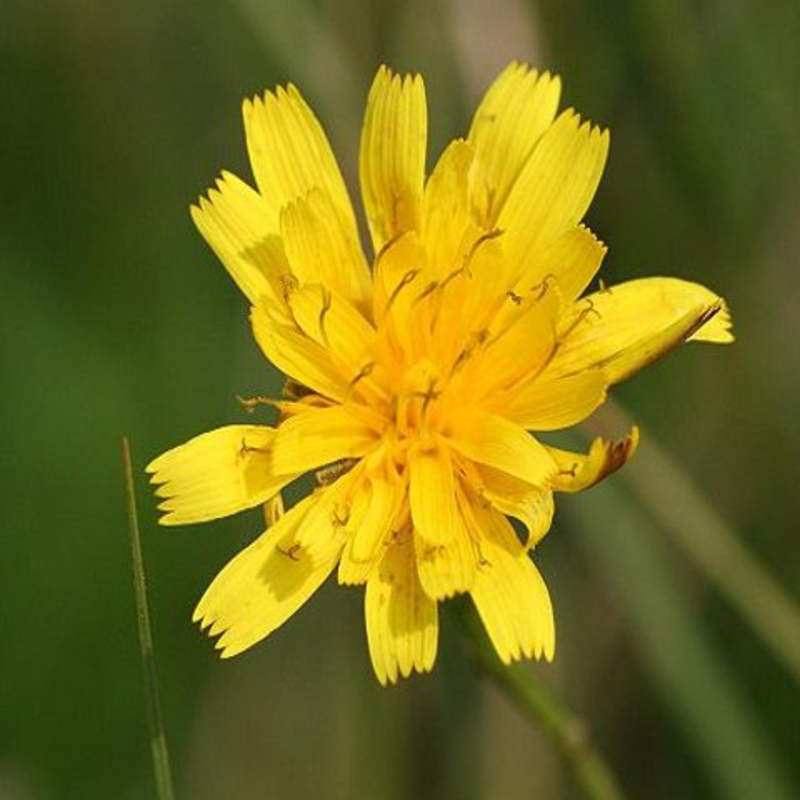 Hawkbit, Autumn (Leontodon autumnalis) Plant