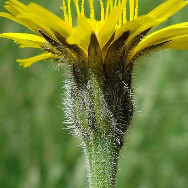 Hawkbit, Rough (Leontodon hispidus) Plant