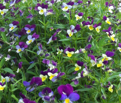 Heartsease (Viola tricolor) Plants