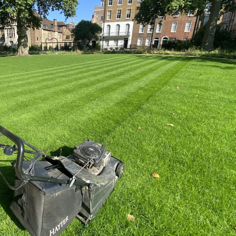 BS Quality Hard Wearing Lawn Seed