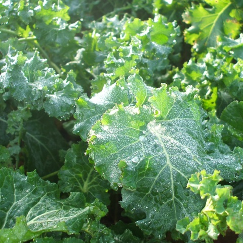 Hungry Gap, Forage Rape