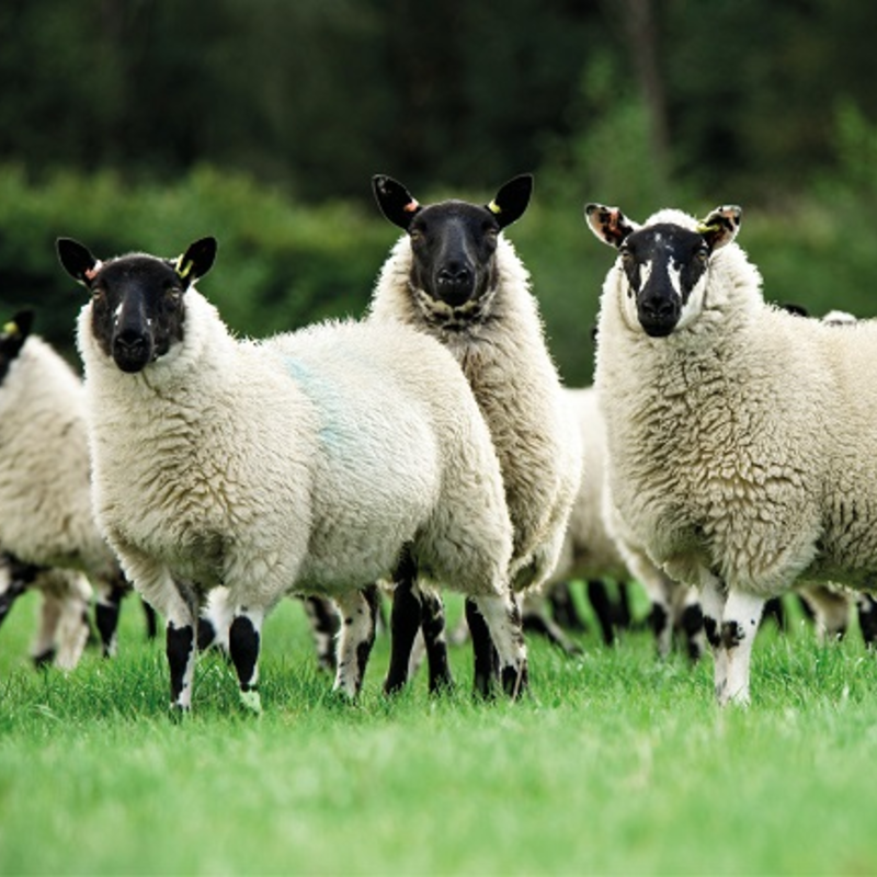 BS Aber High Sugar Grass - Intensive Grazing Ley (With Clover) - Long Term 10+ Years