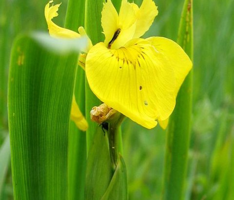 Iris, Yellow-Flag (Iris pseudacorus) Seeds