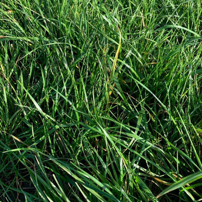 BS Italian Ryegrass Seed Blend - 1-2 yrs Ley Mixture