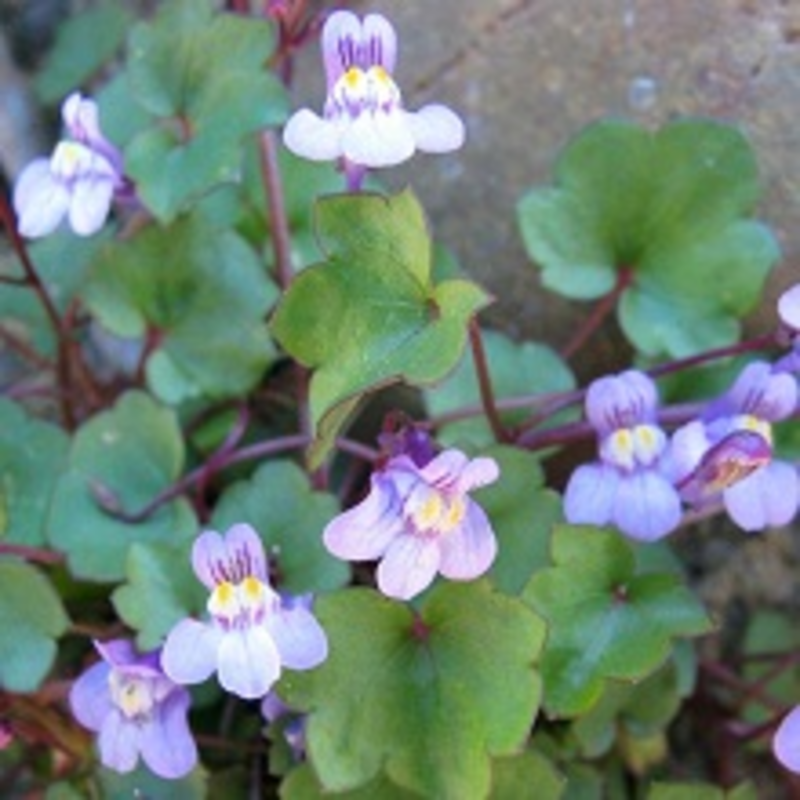 Toadflax, Ivy Leaved (Linaria cymbalaria) Plant