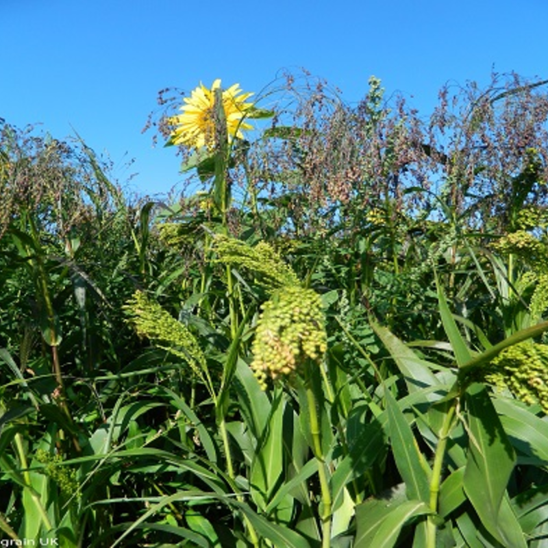Jack Russell Wild Bird Seed Mixture