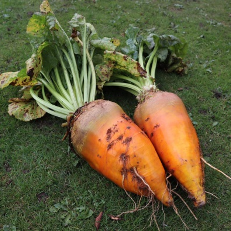 Jamon Fodder Beet