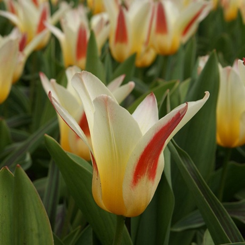 Johann Strauss Tulip Bulbs