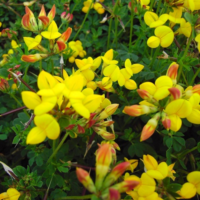 Trefoil, Bird's-foot (Lotus corniculatus) Seeds