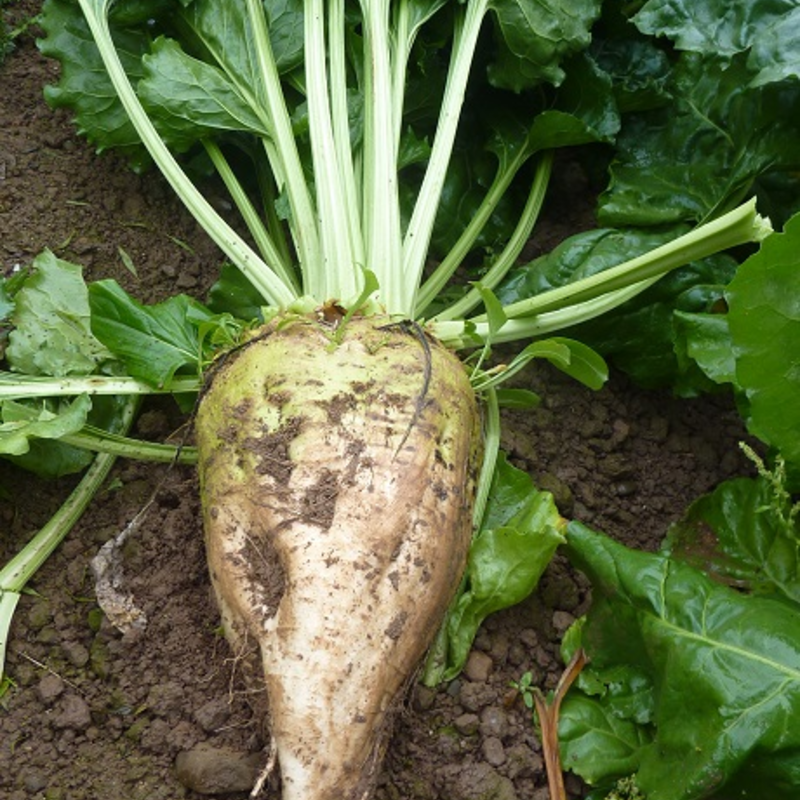 Enermax, Fodder/Energy Beet