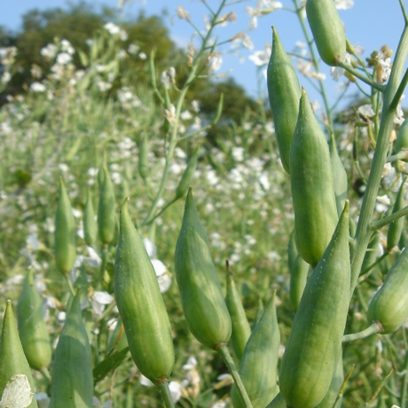 ROMESA Fodder Radish Seed (Raphanus sativus)