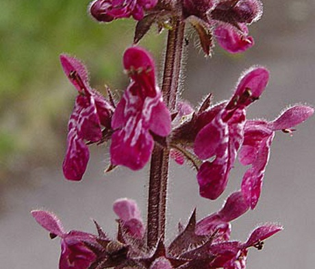 Woundwort, Hedge (Stachys sylvatica) Plant