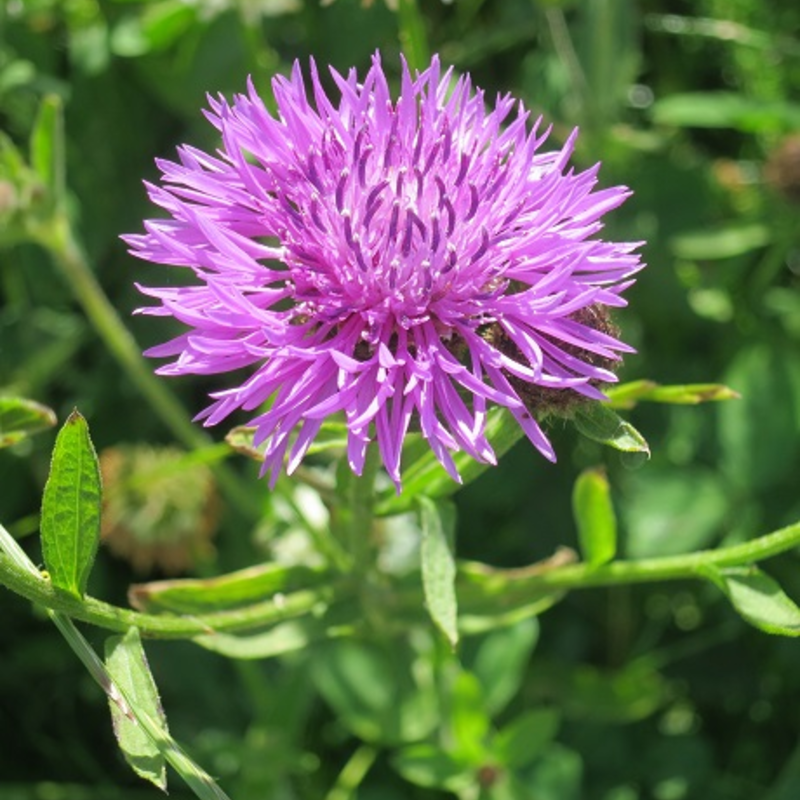 Knapweed, Common (Centaurea nigra) Plant