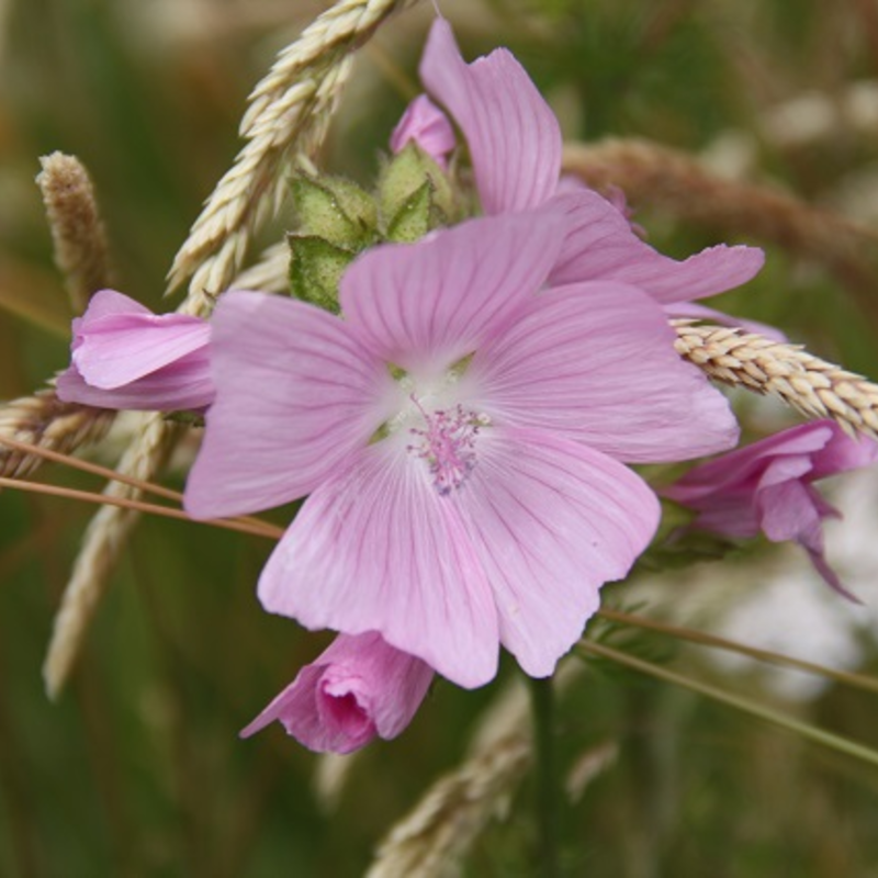 Mallow, Musk (Malva moschata) Plant