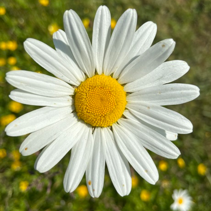 Daisy, Ox-eye (Leucanthemum vulgare) Plant