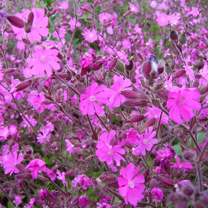 Campion, Red (Silene dioica) Seeds