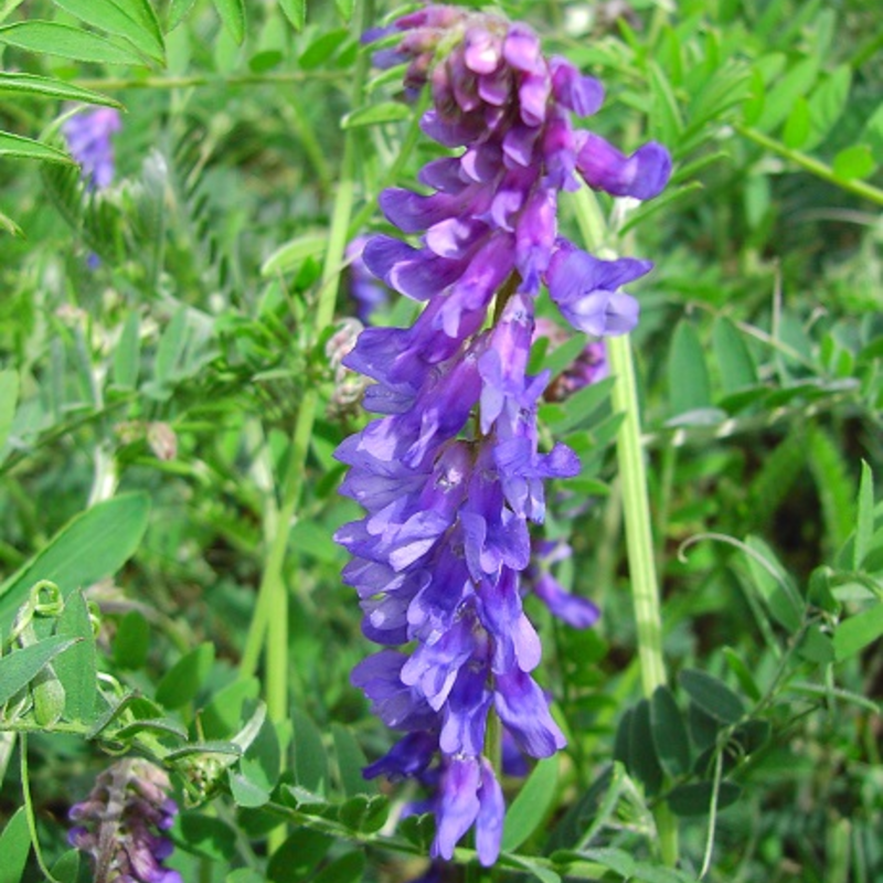 Vetch, Tufted (Vicia cracca) Plant