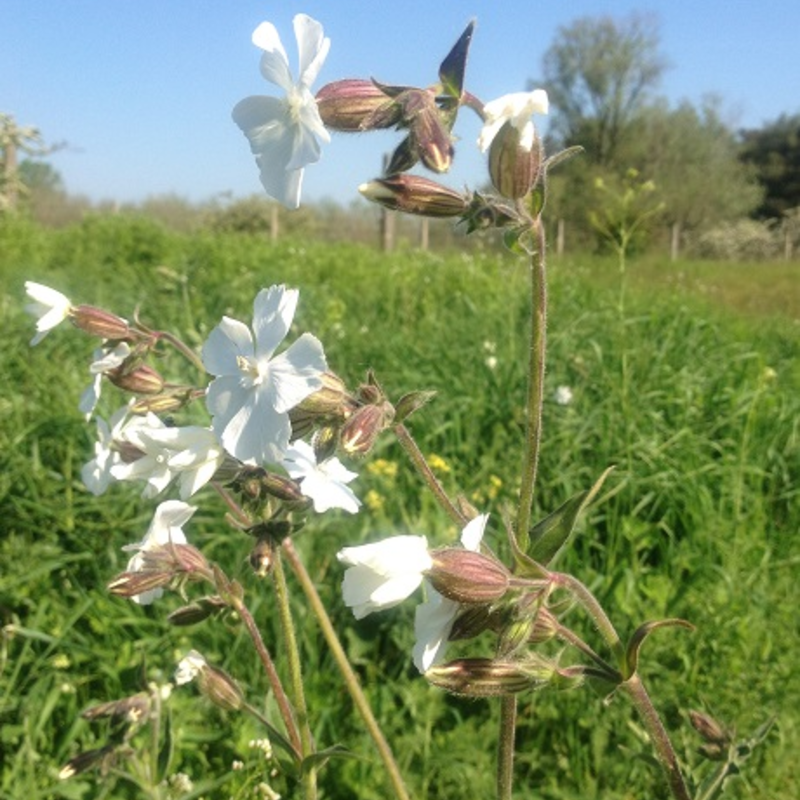 Campion, White (Silene alba) Seeds