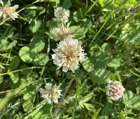 White Clover Seed (Trifolium repens)