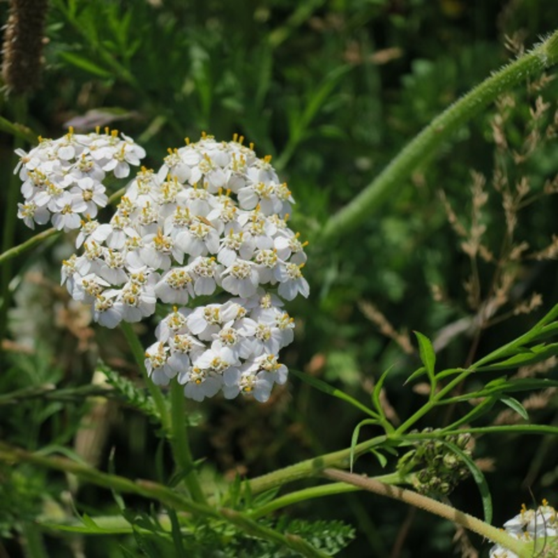 Yarrow (Achillea millefolium) Plant