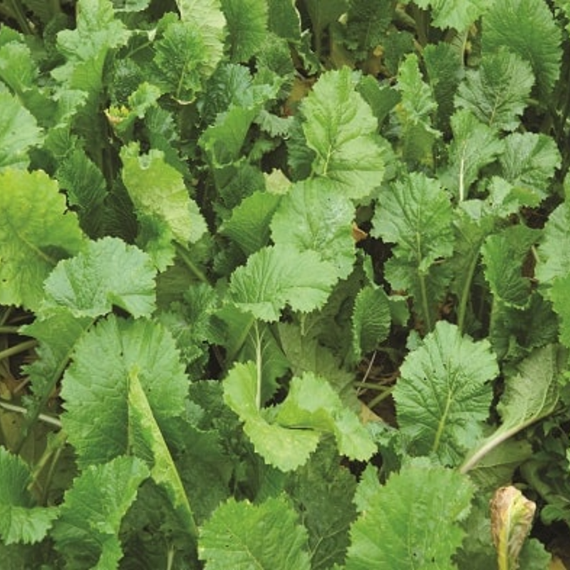 Skyfall (Hybrid Brassica), Stubble Turnip