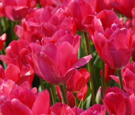 Lady Van Eijk Tulip