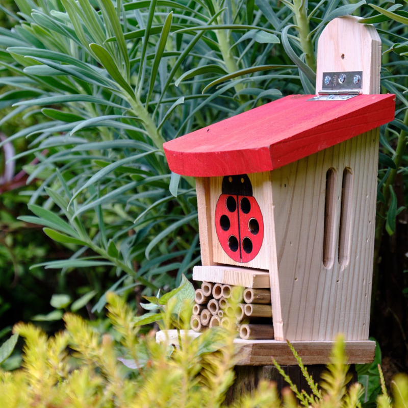 Ladybird & Insect Lodge