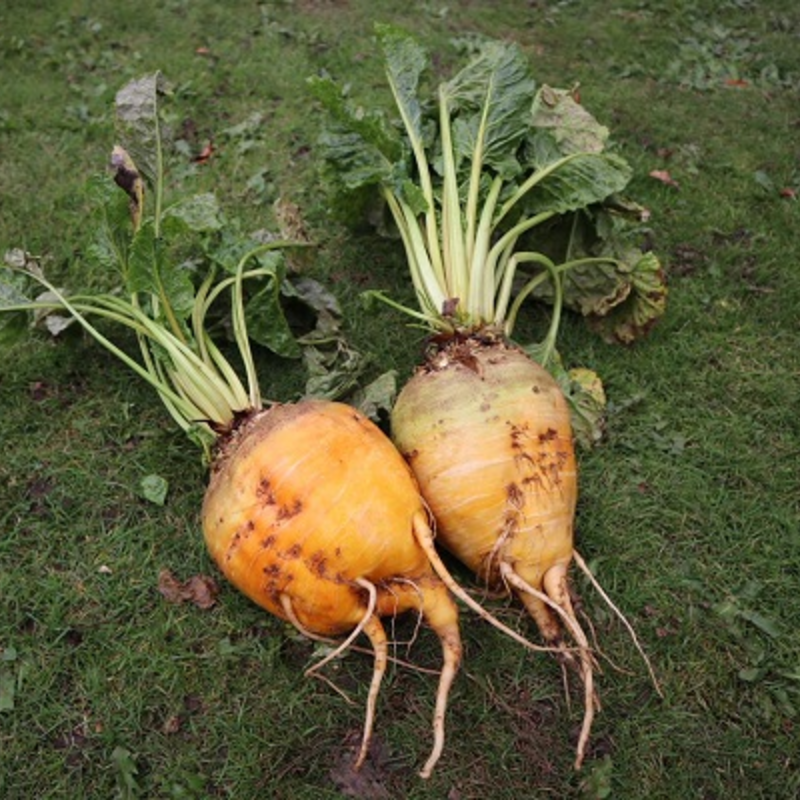 Lempa Fodder Beet