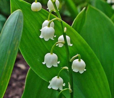 BS Lily of the Valley Bulbs (Convallaria majalis)