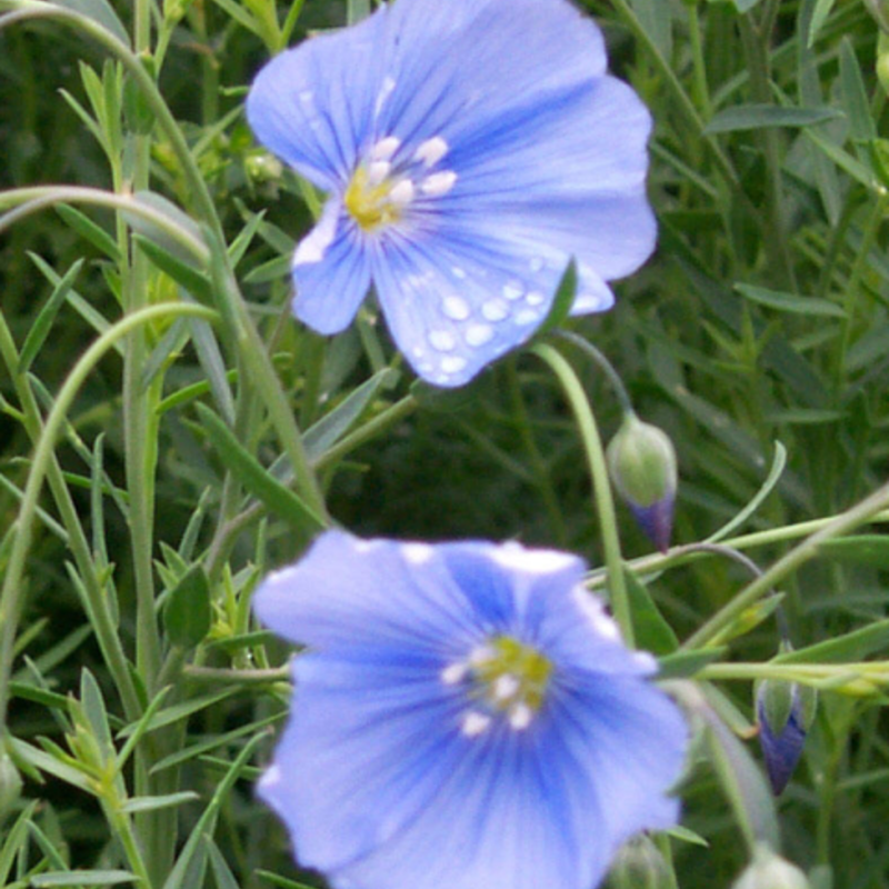 Linseed Seed (Linum usitatissimum)