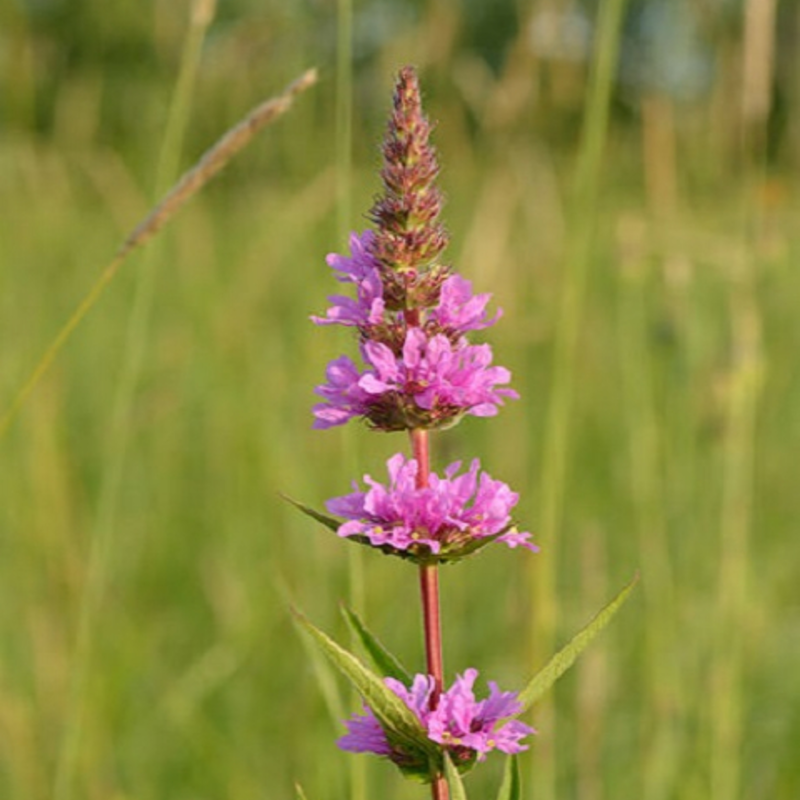 Loosestrife, Purple (Lythrum salicaria) Plant