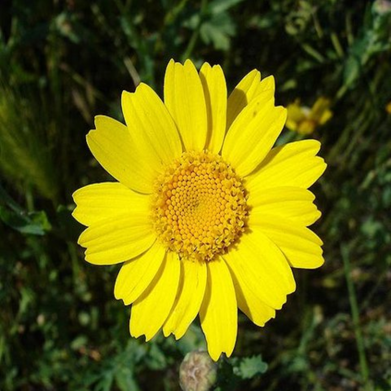 Marigold, Corn (Chrysanthemum segetum) Seeds