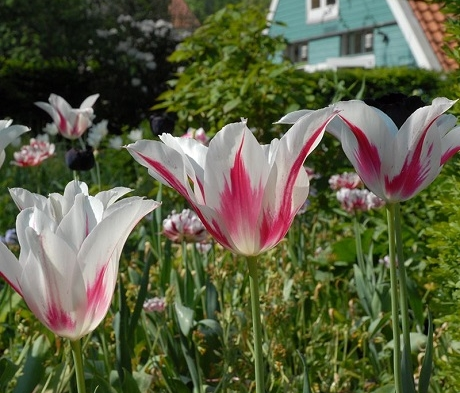 Marilyn Tulip Bulbs