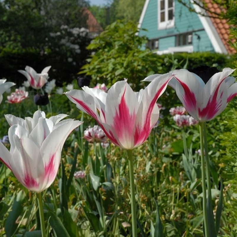 Marilyn Tulip Bulbs