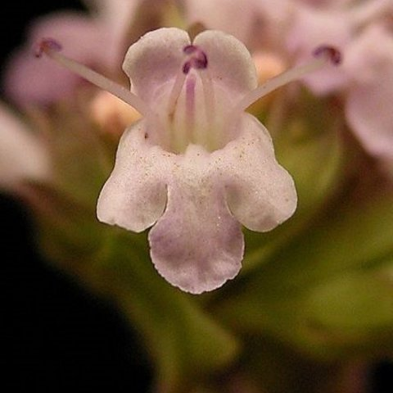 Marjoram, Wild (Origanum vulgare) Plant