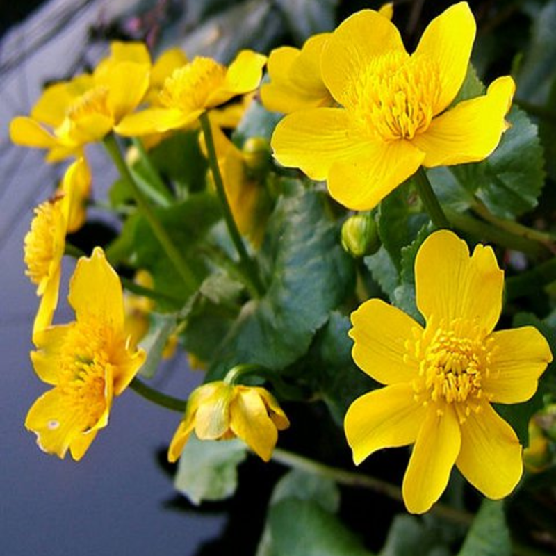 Marigold, Marsh (Caltha palustris) Plant