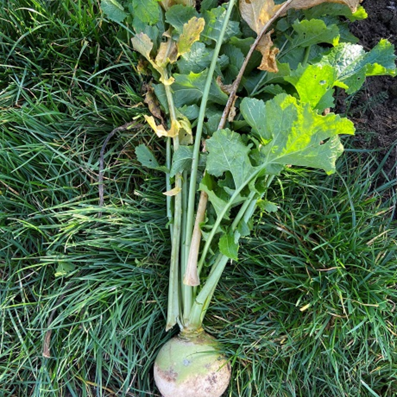 Massif, Stubble Turnip