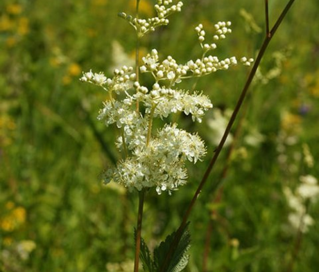 Meadowsweet (Filipendula ulmaria) Plant