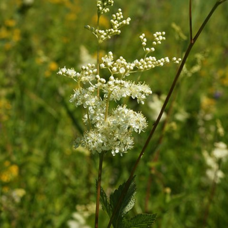 Meadowsweet (Filipendula ulmaria) Seeds