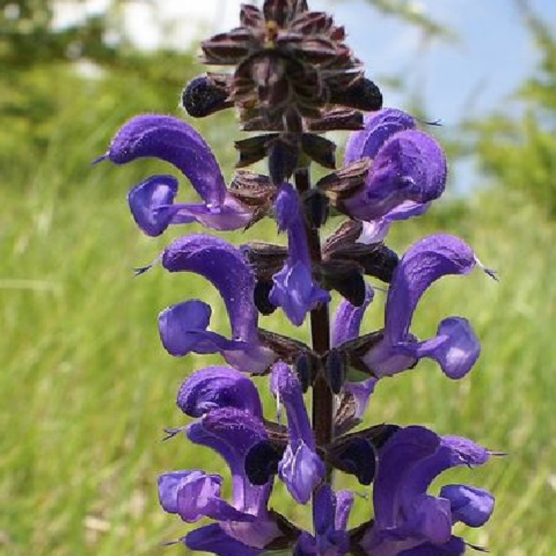 Clary, Meadow (Salvia pratensis) Plant