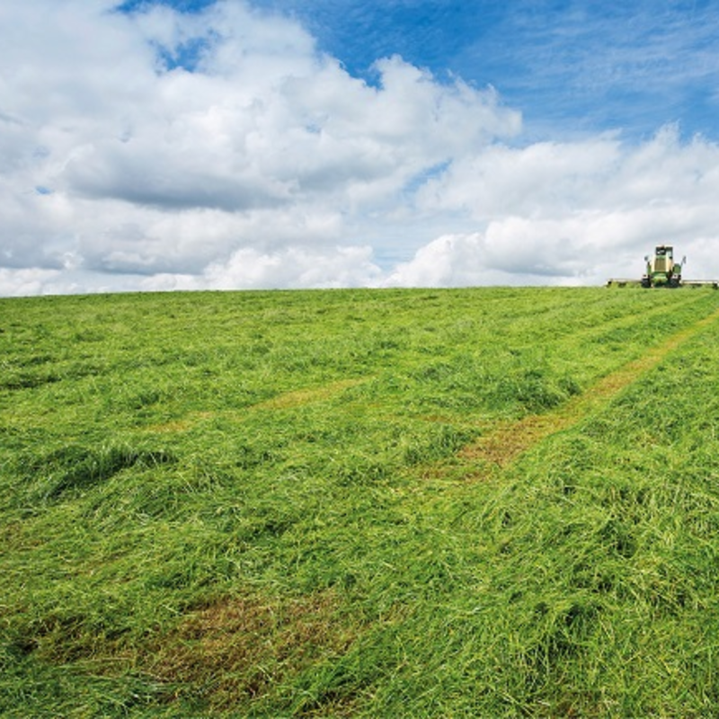 BS Aber High Sugar Grass - Medium Term Silage (Without Clover) - Medium Term 3-4 Years