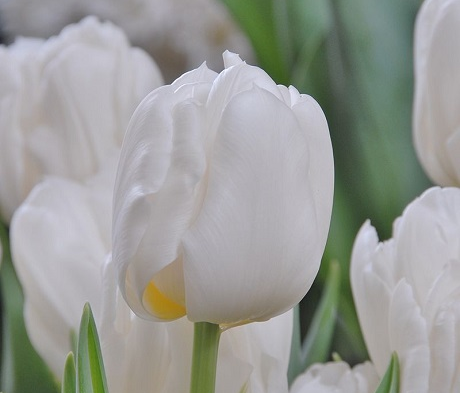 Mondial Tulip Bulbs